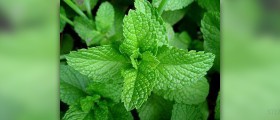 Herbal mint tea