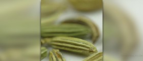 Herbs for digestion
