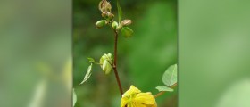 Herbs for dyspepsia