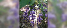 Herbs for joint and muscle pain