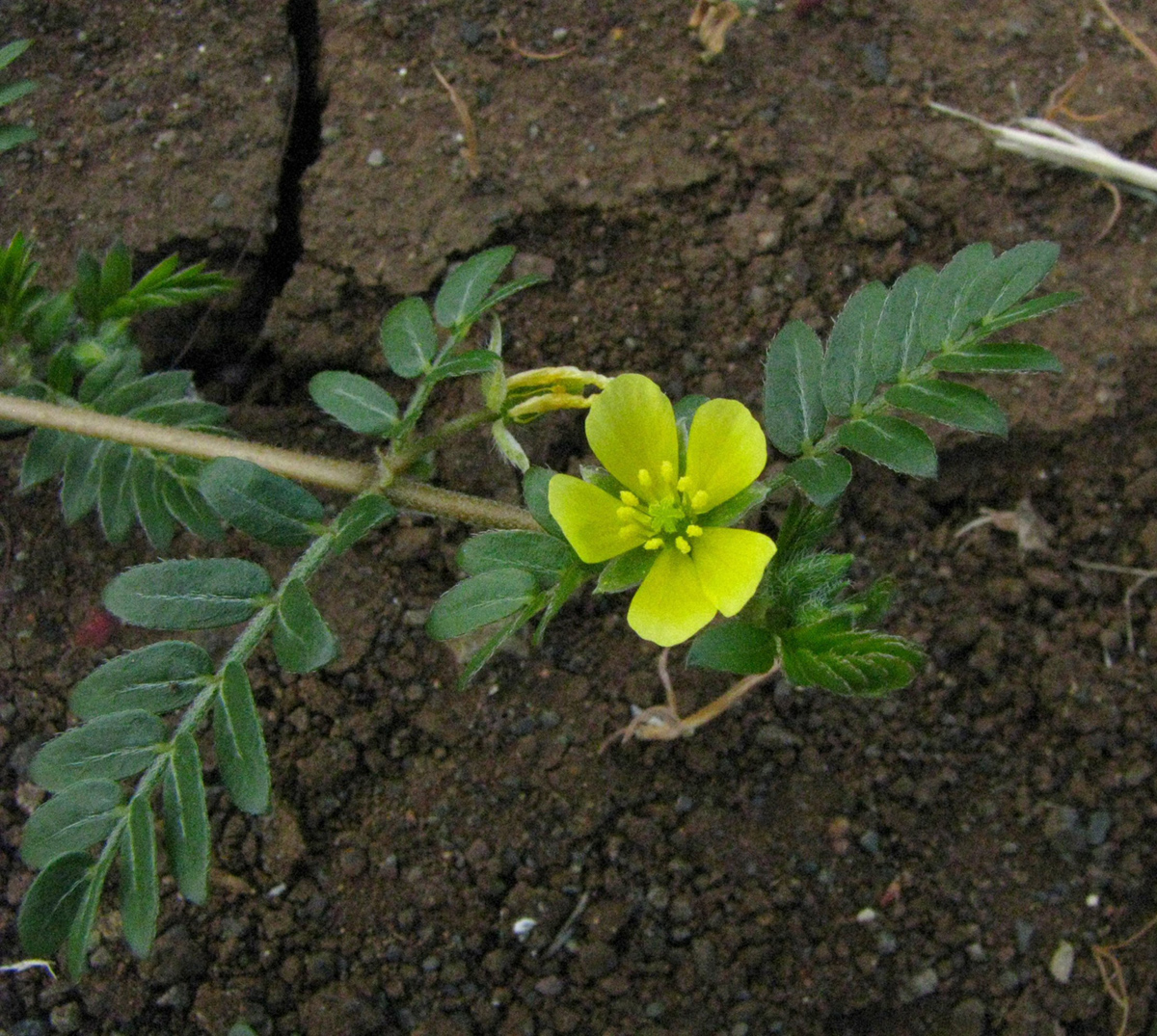 herbs-for-lowering-cholesterol-general-center-steadyhealth