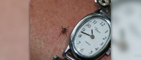 Herbs for lyme disease