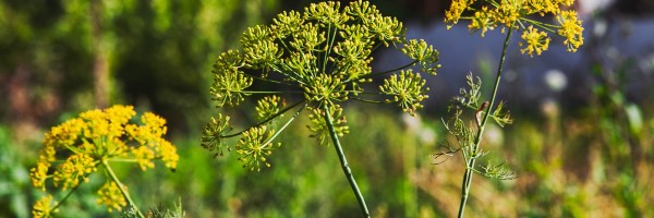 Herbs for painful periods