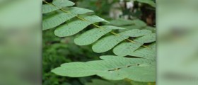 Herbs for ringworm