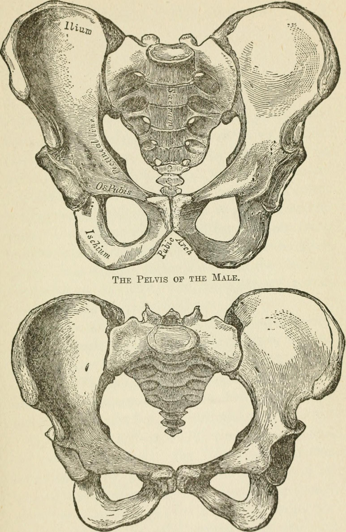 Hip bone pain | General center | SteadyHealth.com