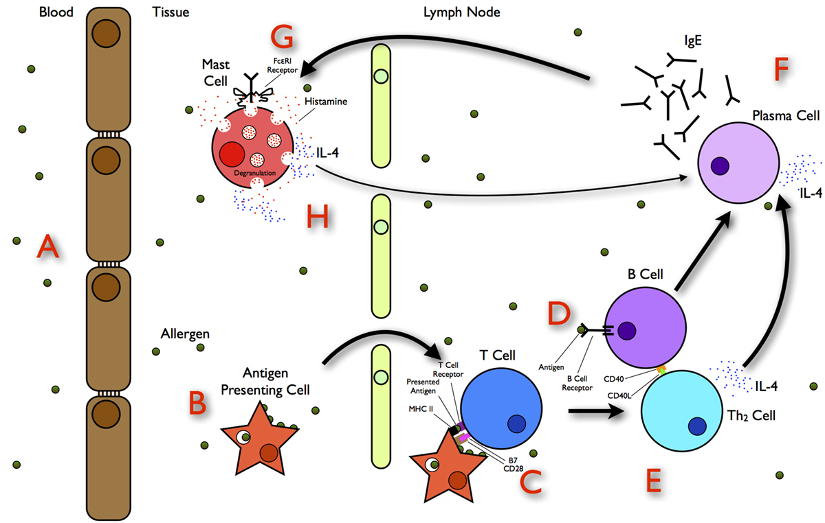 What is histamine reaction General center