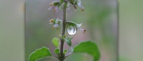Holy basil benefits