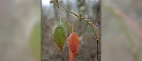 Home remedies for poison ivy