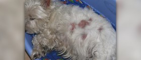 Home treatment for hot spots on dogs