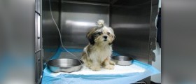Home treatment for parvo