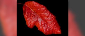 Home treatment for poison oak
