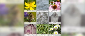 Homeopathic remedies for asthma