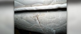 Homeopathic remedy for bed bugs