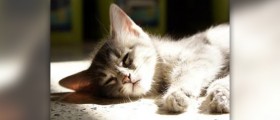 Homeopathic remedy for cat flu