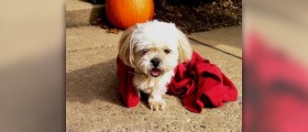 Homeopathic remedy for kennel cough