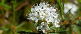 Homeopathic remedy for lupus