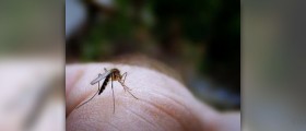 homeopathic remedy for mosquito bites