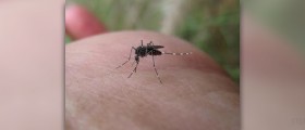 Homeopathic remedy for yellow fever