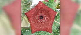 Hoodia side effects