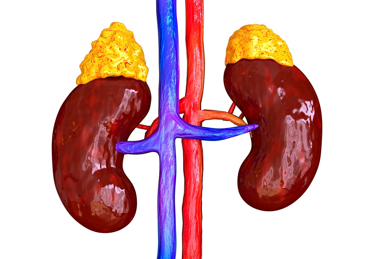 Causes, Symptoms and Treatment for Enlarged Adrenal Glands | Lymphatic