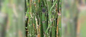 Horsetail extract benefits