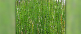 Horsetail tea facts