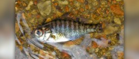 How do fish oils help with inflammation
