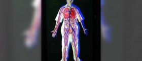 How does the circulatory system work