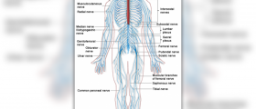 How does the nervous system work
