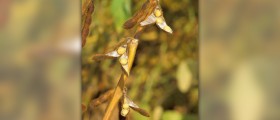 How soybeans help you keep slim