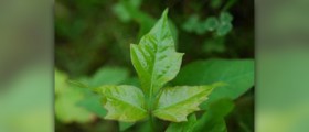 How to avoid poison ivy