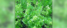 How to care for basil plant indoors