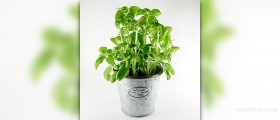 How to care for basil plant