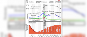 How to count your menstrual cycle