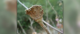 How to get rid of poison oak