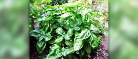 How to grow basil
