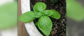 How to harvest basil