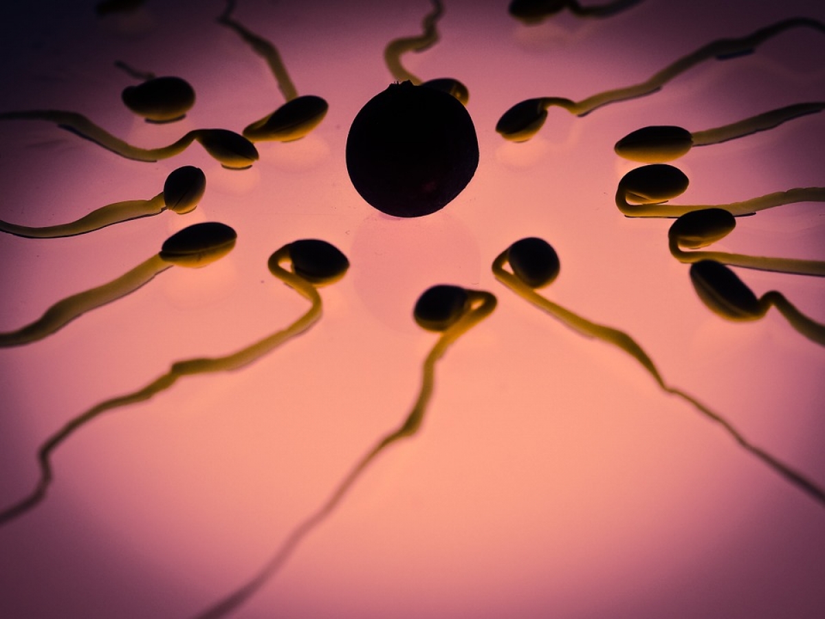 improve-sperm-motility-and-morphology-men-s-health-articles-family