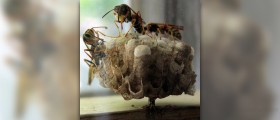 How to kill wasps naturally