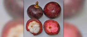 How to locate affordable Mangosteen products ?