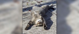How to naturally improve sleep