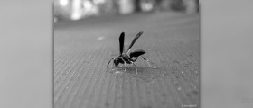 How to treat a bee sting in a child