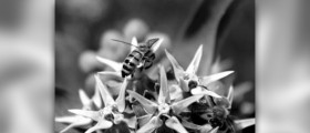 How to treat a bee sting