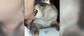 How to treat a cat or dog bite
