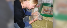 How to treat a sick rabbit
