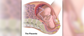 What does the placenta do?