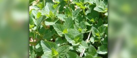 Hyssop use facts