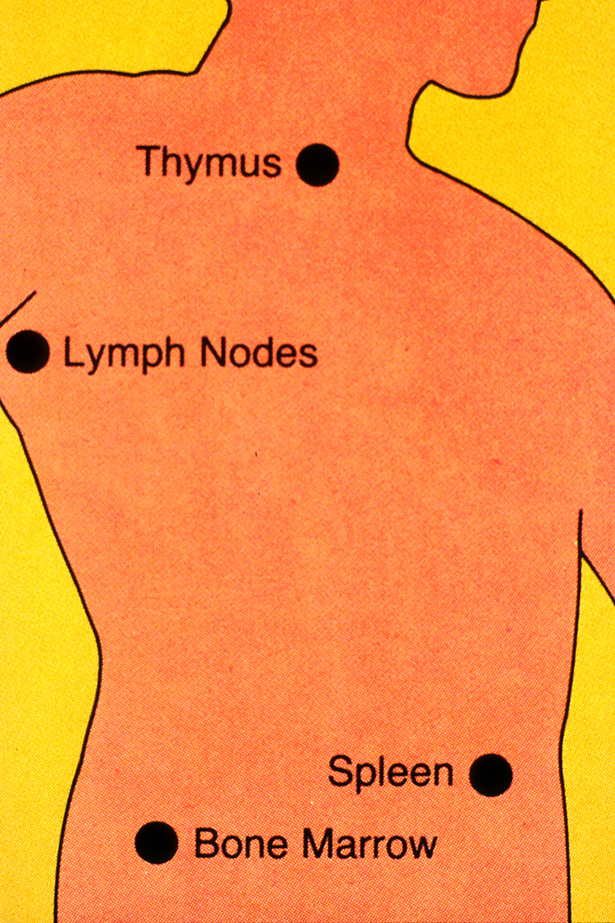 Immune system organs | General center | SteadyHealth.com