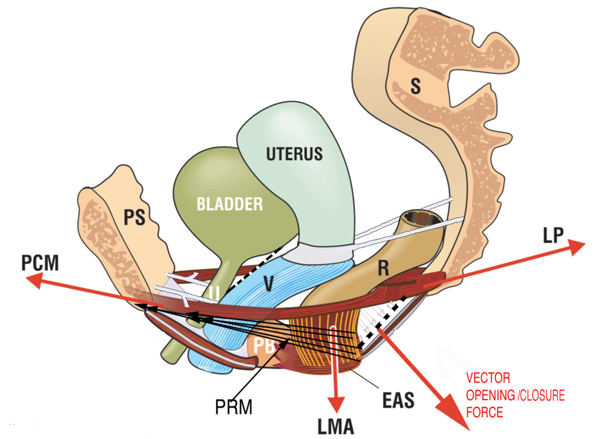 Incontinence Surgery For Women General Center