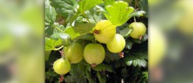 Indian gooseberry fruit